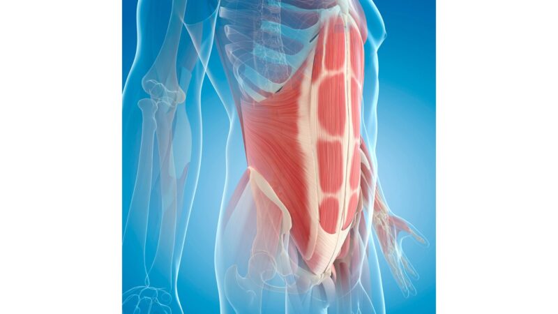 [イメージ図：腹横筋・多裂筋・骨盤底筋群がコルセットのように連動している様子]